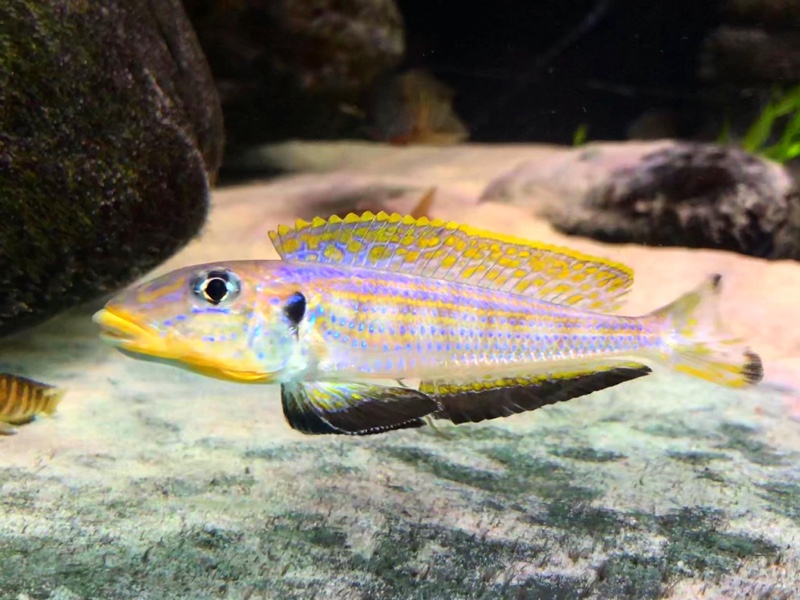 Enantiopus sp. 'kilesa'